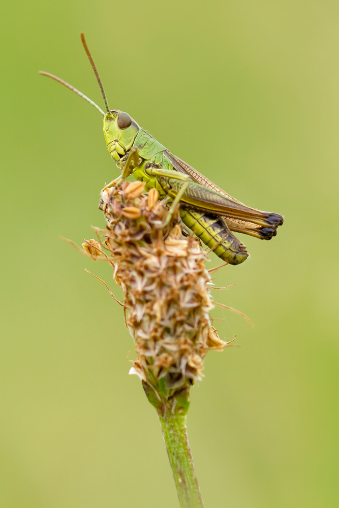 Die Ortung