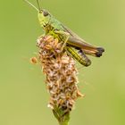 Die Ortung