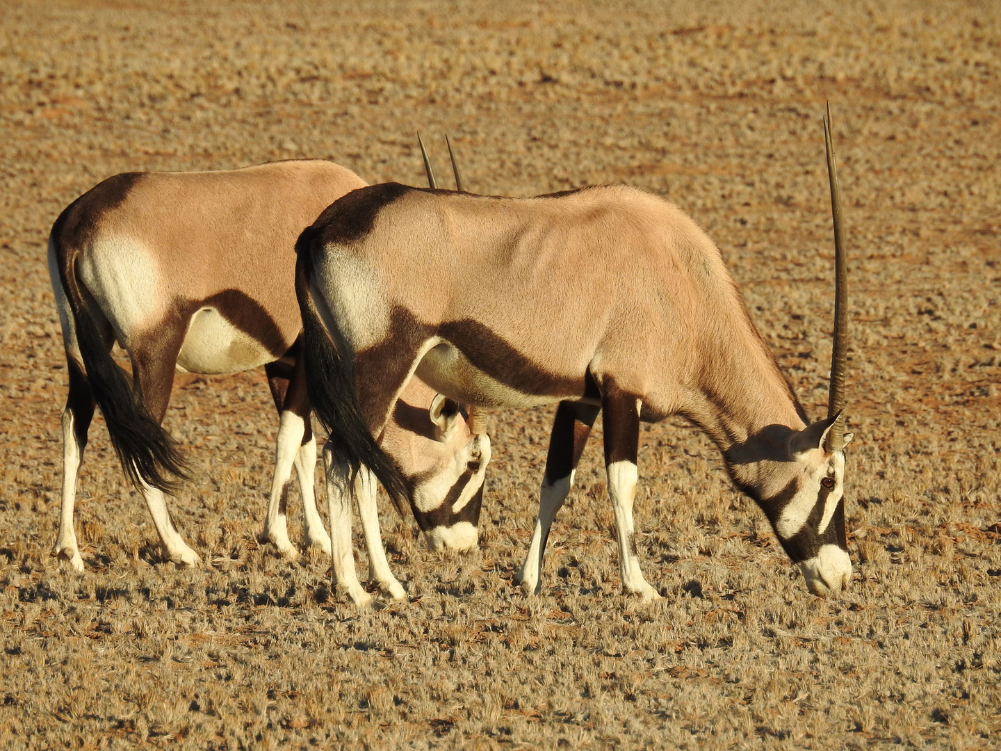 Die Oryx sehe ich als die schönste Antilope Afrikas an