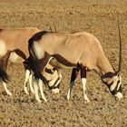 Die Oryx sehe ich als die schönste Antilope Afrikas an