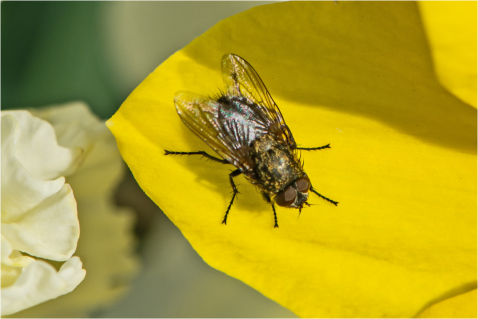 Die "Oster - glocken - fliege" sonnte . . .