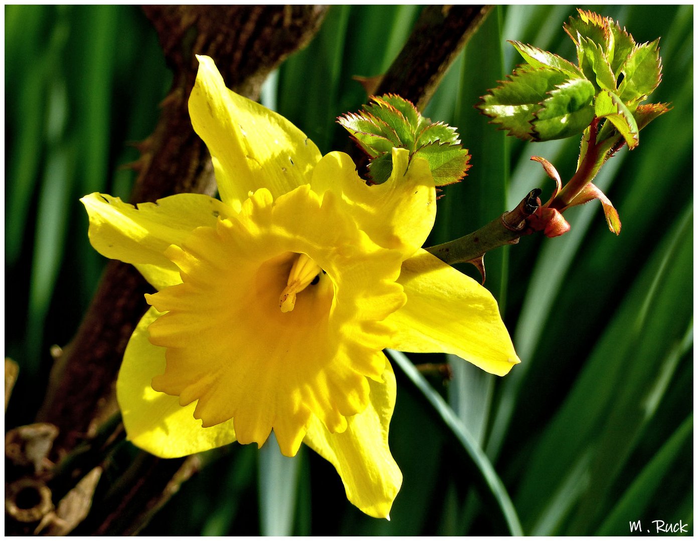 Die Osterglocken blühen auch schon , Foto &amp; Bild