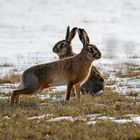 die Osterhasen kommen.....