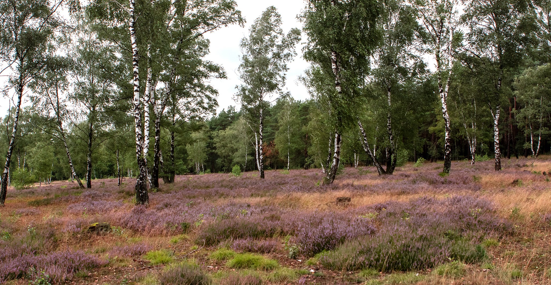 Die Osterheide 001 