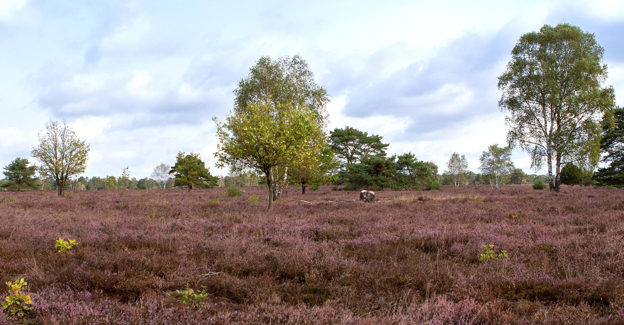 Die Osterheide am 26 Sept 2022 