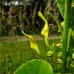 die Osterluzeipflanze (Blüten)