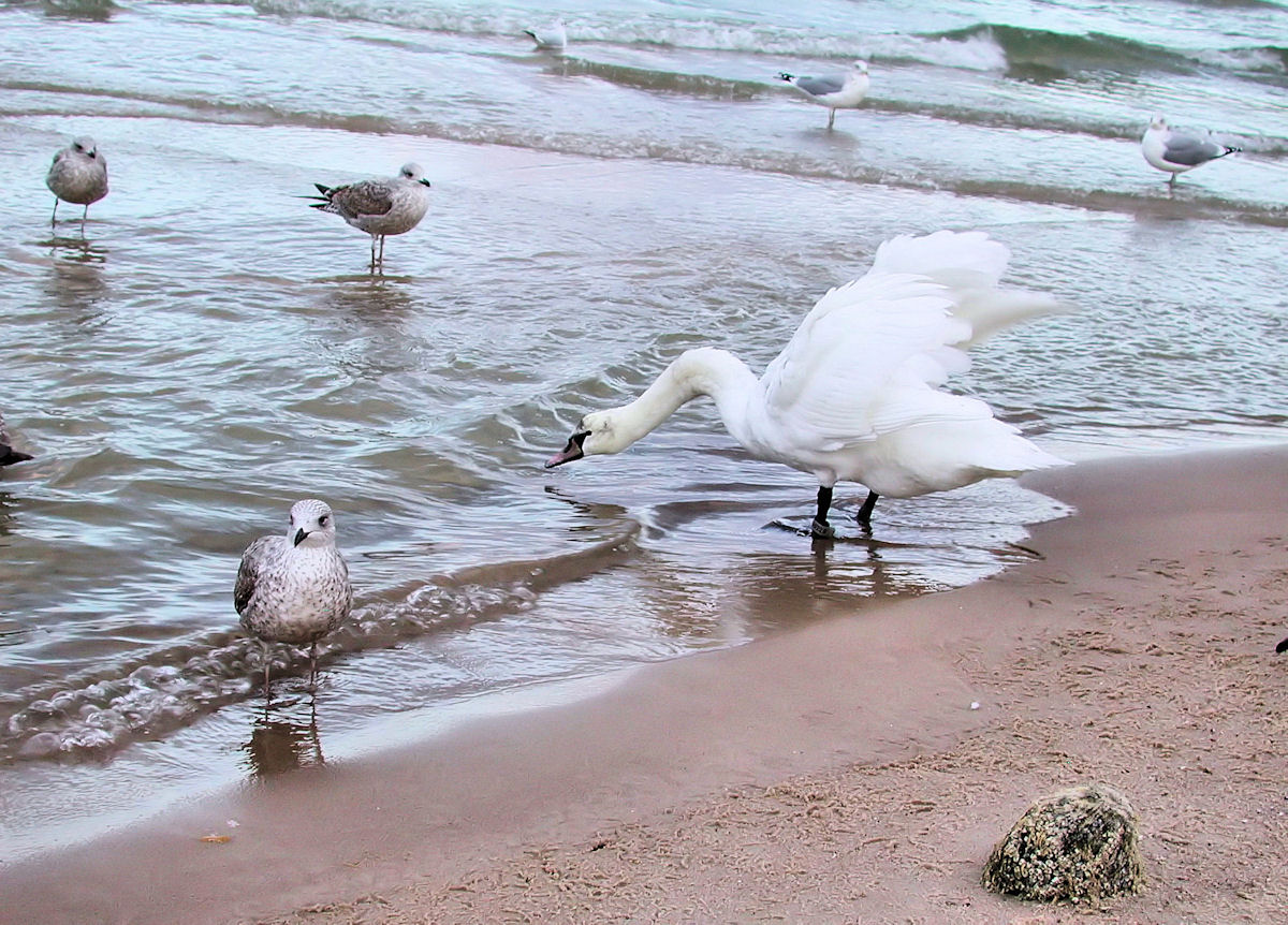 die  Ostsee   bei  Kolberg 