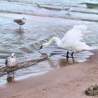 die  Ostsee   bei  Kolberg 