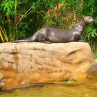 Die Otter im Duisburger Zoo