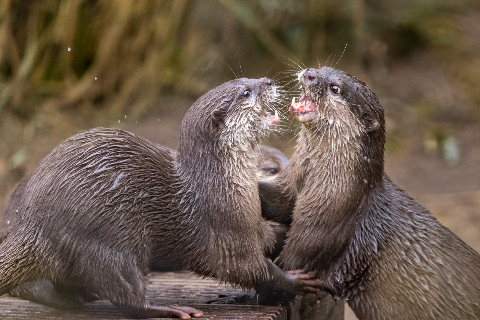 Die Otter mussten mal was klären