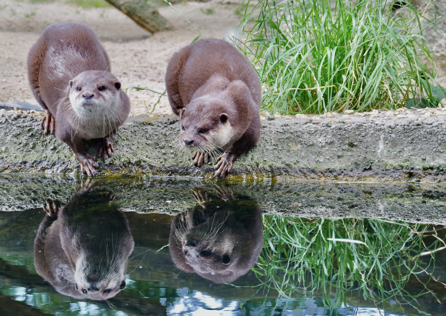 Die Otterbande