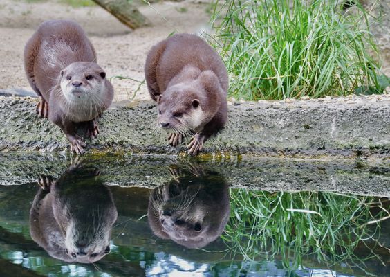 Die Otterbande