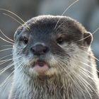 Die Ottermutter