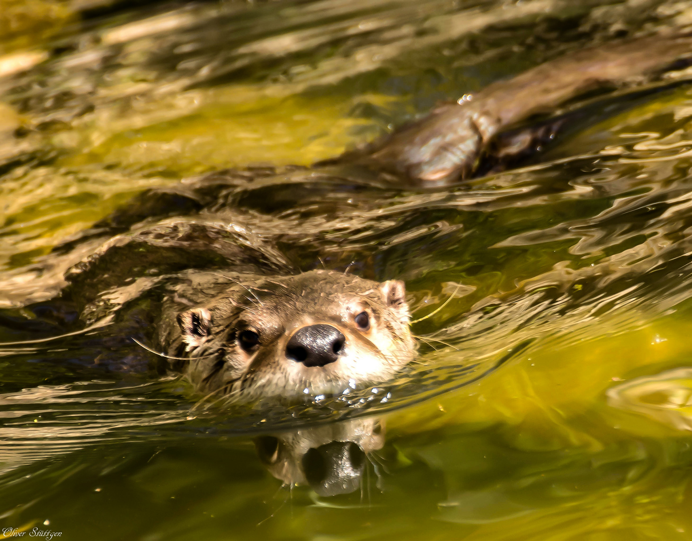 Die Otternase als Blickfang  in der Spiegelung 