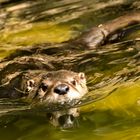 Die Otternase als Blickfang  in der Spiegelung 