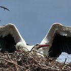 Pelikan,Storch,