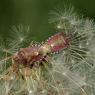 Die Paarung der Beerenwanze, Dolycoris baccarum