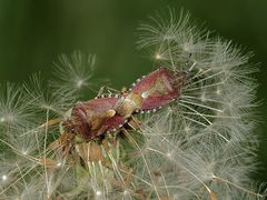 Die Paarung der Beerenwanze, Dolycoris baccarum