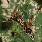 Die Paarung der Braunwurz-Blattwespe (Allantus = Tenthredo scrophulariae)