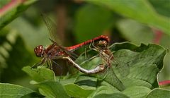 Die Paarung der Gemeinen Heidelibelle (Sympetrum vulgatum)