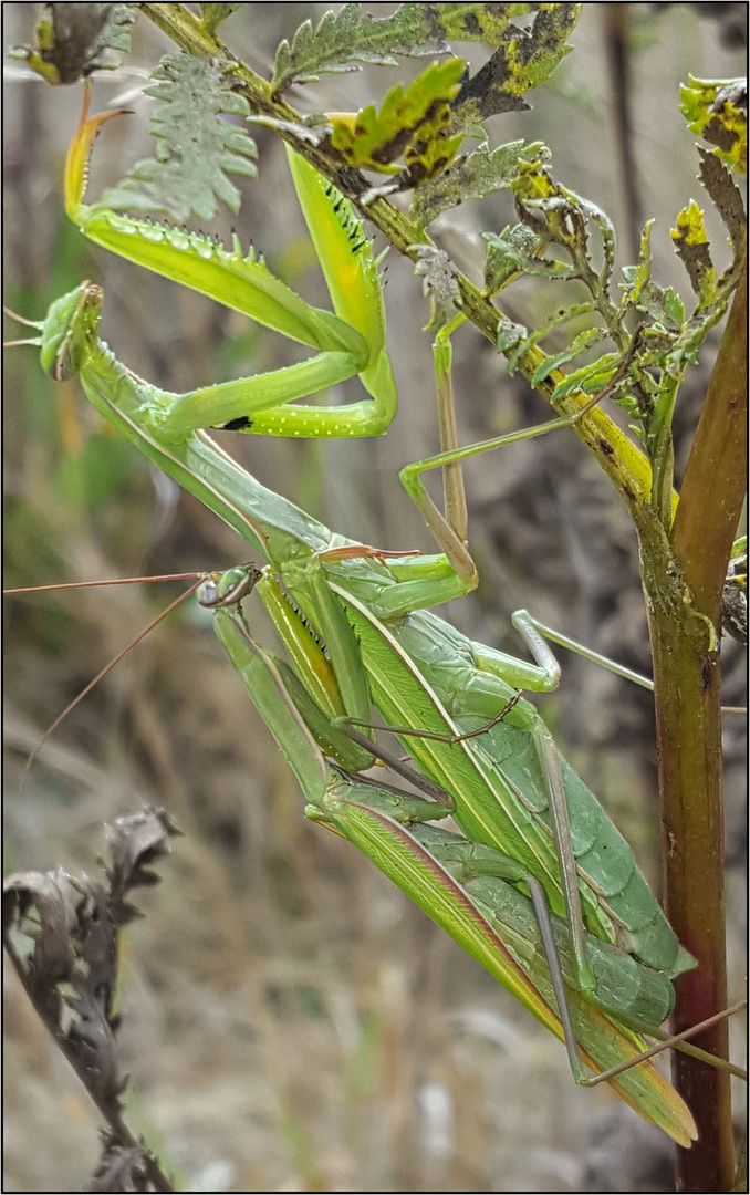 Die Paarung der Gottesanbeterin.......   (Mantis religiosa)