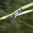 Die Paarung der grossen Blaupfeile