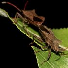 Die Paarung der Großen Rand- oder Saumwanze (Fam. Coreidae)