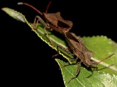 Die Paarung der Großen Rand- oder Saumwanze (Fam. Coreidae)