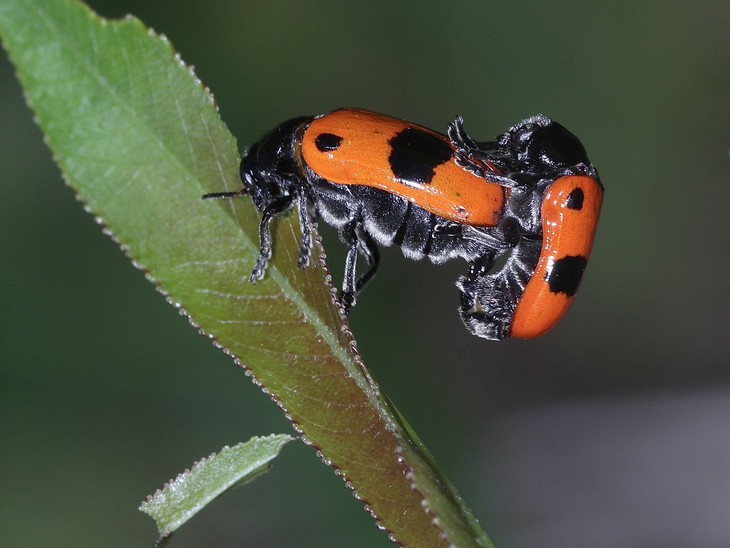 Die Paarung des Ameisensackkäfers (Clytra laeviuscula)