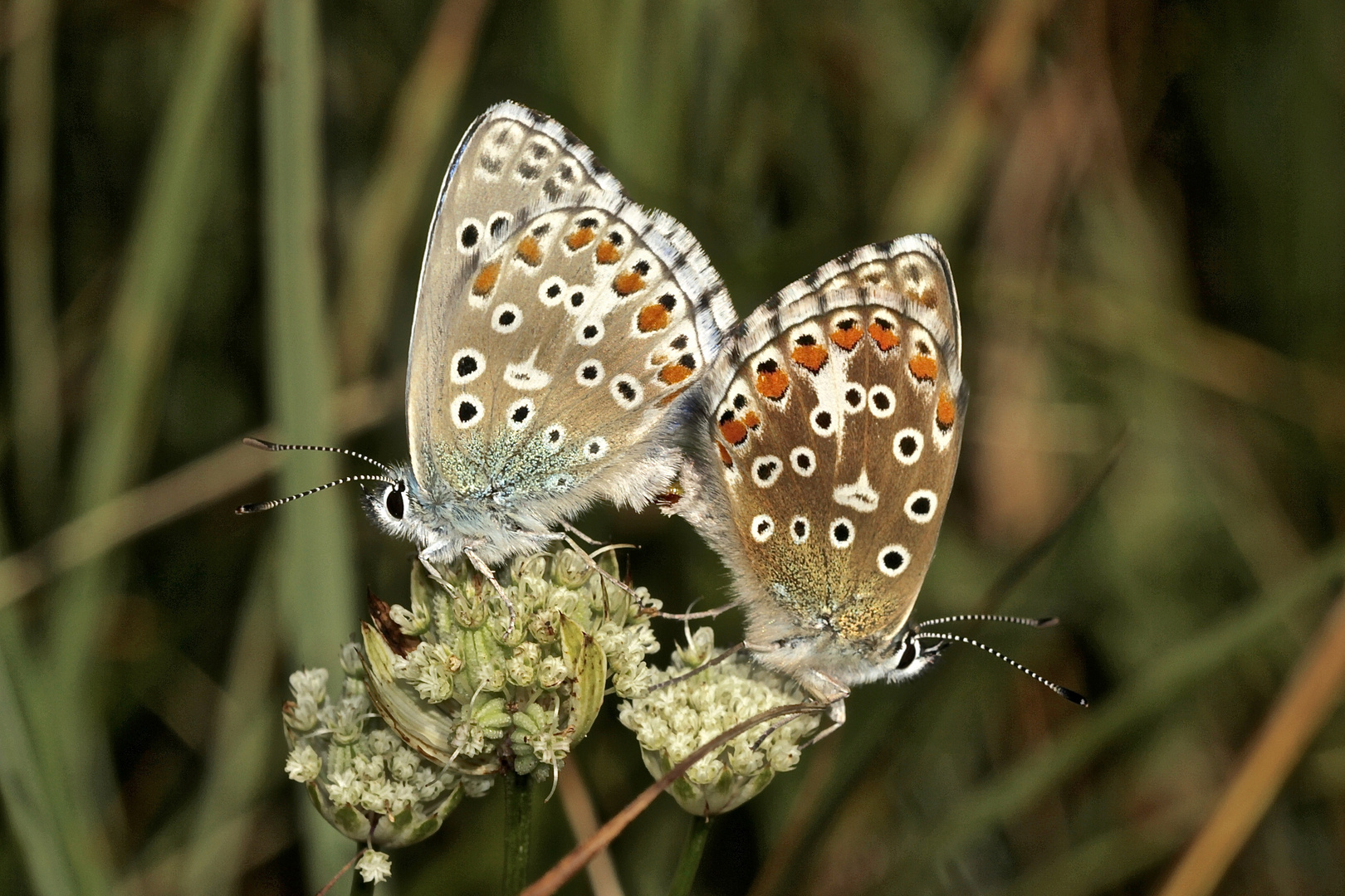 Die Paarung des Himmelblauen Bläulings (Polyommatus bellargus)