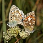 Die Paarung des Himmelblauen Bläulings (Polyommatus bellargus)