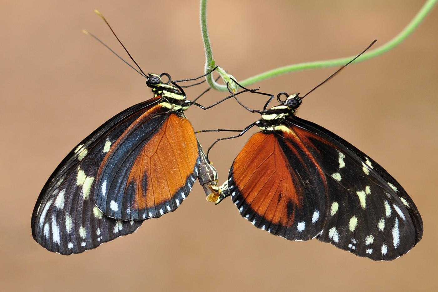 Die Paarung des Schmetterlings