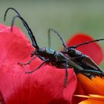 Die Paarung - Ein Mann von einem Käfer V