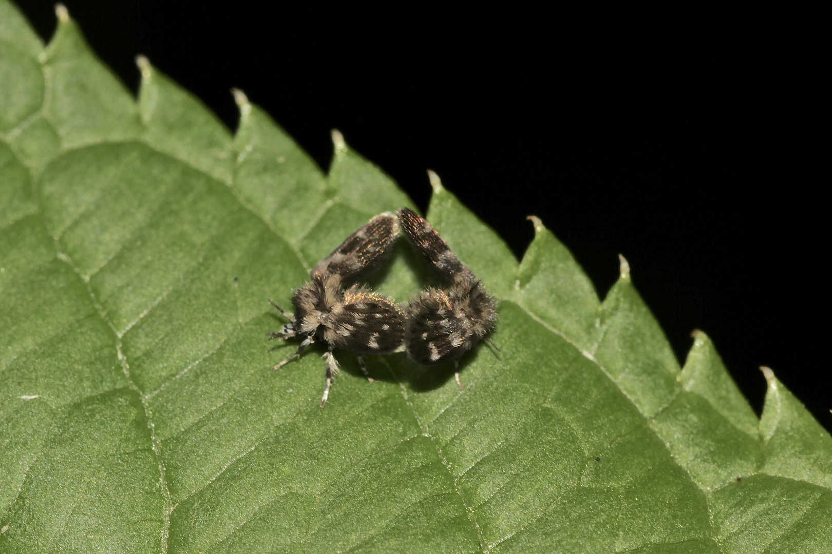 Die Paarung einer Schmetterlingsmücke (Fam. Psychodidae)