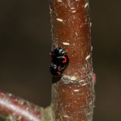 Die Paarung eines Vierfleckigen Kugelmarienkäfers (Brumus = Exochomus quadripustulatus)