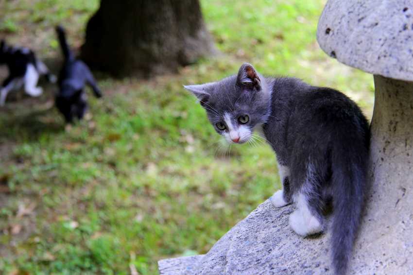 *Die päpstlichen Katzen*