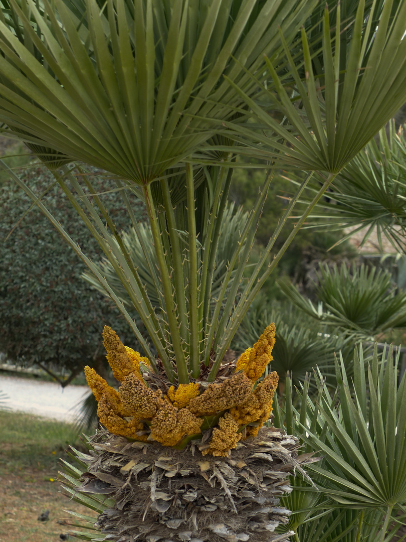 Die Palme Bluht Foto Bild Europe Balearic Islands Spain Bilder Auf Fotocommunity