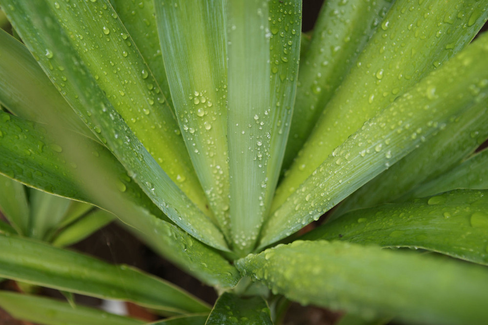 Die Palme im Garten nach eine Regenschauer