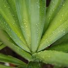 Die Palme im Garten nach eine Regenschauer