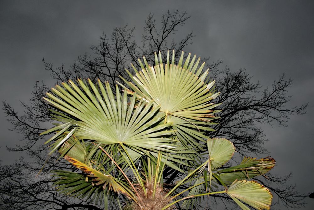 Die Palme vor Laubbaum