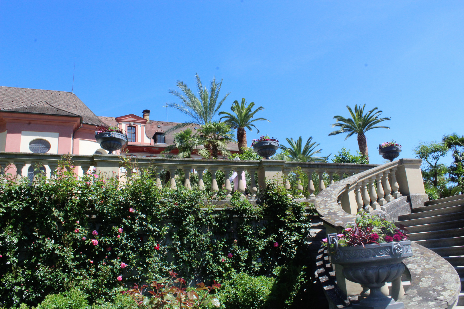 Die Palmen der Mainau