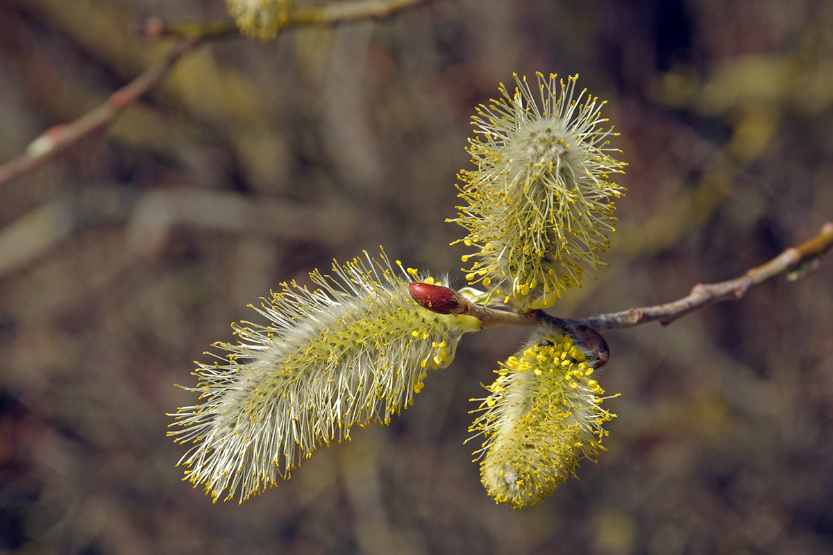 Die Palmkätzchen blühen Foto & Bild | pflanzen, pilze & flechten ...