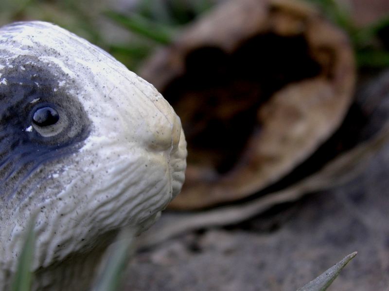 die Panik in Adolfs Augen