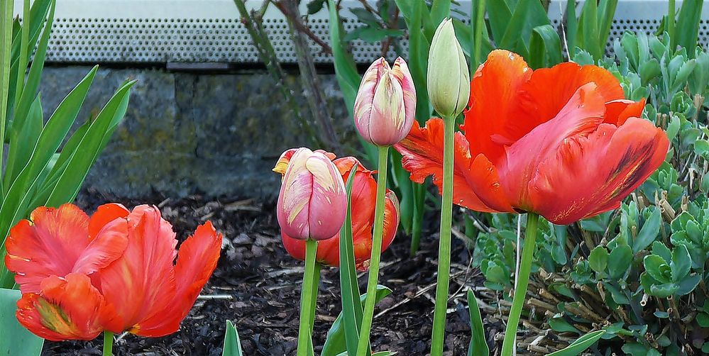 die Papagei in meinen Garten ....-))