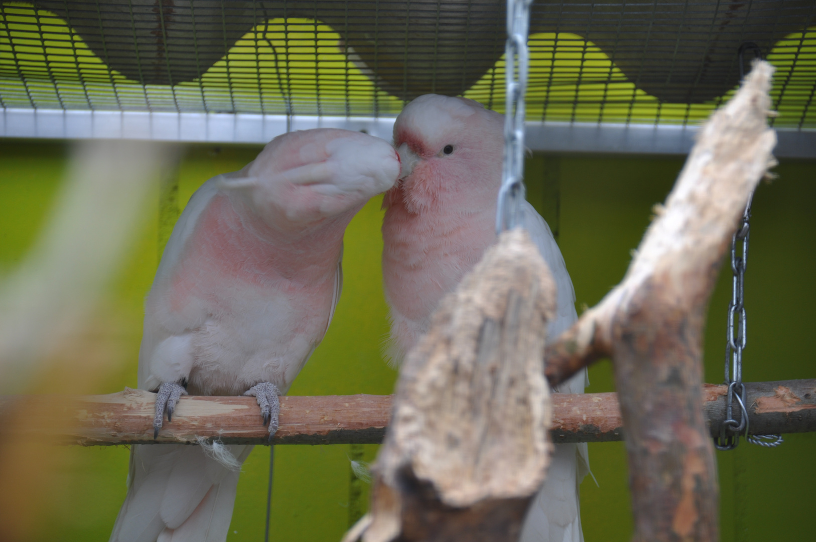 Die Papageien spüren den Frühling