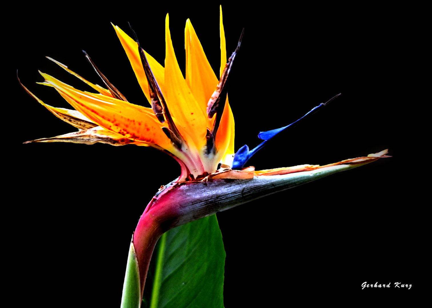 Die Papageienblume oder Paradiesvogelblume (Strelitzia reginae)