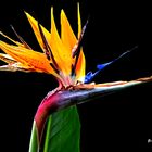 Die Papageienblume oder Paradiesvogelblume (Strelitzia reginae)