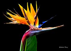 Die Papageienblume oder Paradiesvogelblume (Strelitzia reginae)