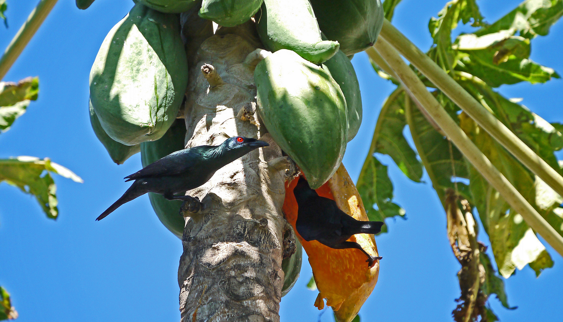 Die Papaya Räuber