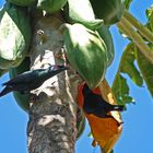 Die Papaya Räuber